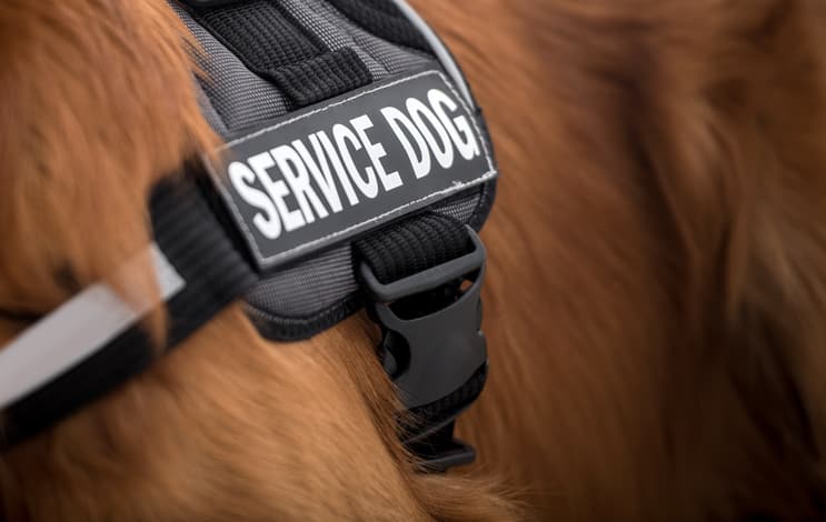 Close-up on the vest of a service dog